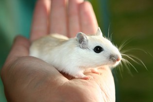 thumbimg