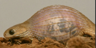 thumbimg