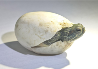 thumbimg