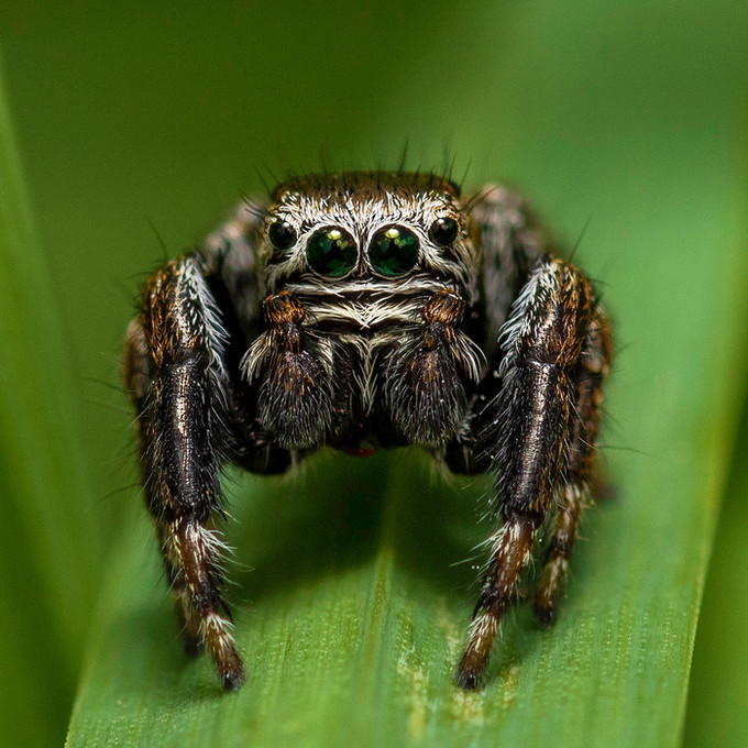 매혹적인 눈빛의 거미