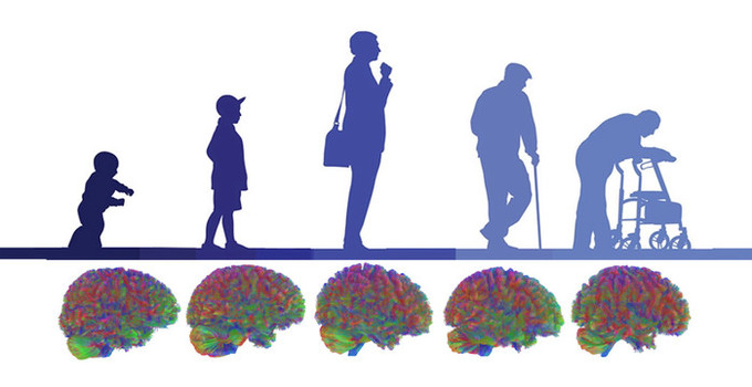 유아기부터 노년기까지, 뇌 구조는 5단계로 변화한다.