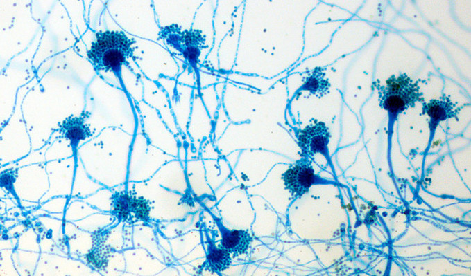 곰팡이, 화성 착륙에도 살아남을 수 ...